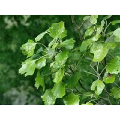 ХОПЕРСКИЙ 1