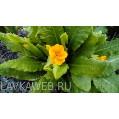 ДЕНЬ ПОБЕДЫ