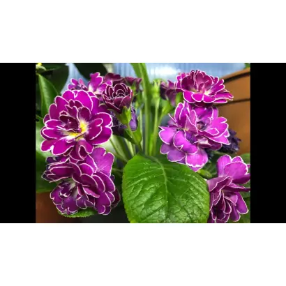 АПЕЛЬСИНКА