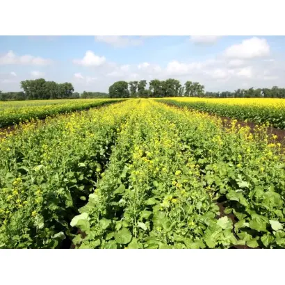 ЗОЛОТИСТАЯ