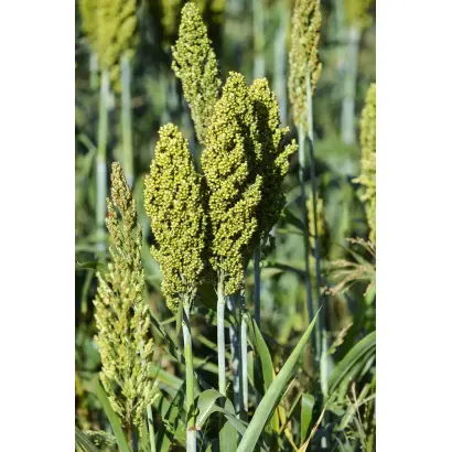 ГУЛЛИВЕРИЯ