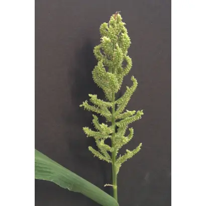 ПЕРСПЕКТИВА