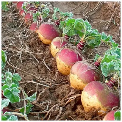 КРАСНОСЕЛЬСКАЯ