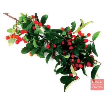 САХАЛИНСКИЙ ПЕРВЫЙ