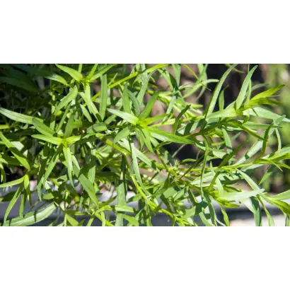 ГВОЗДИЧНЫЙ