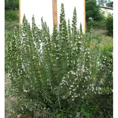 КРЫМСКИЙ ИЗУМРУД