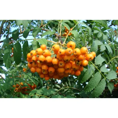 НЕВЕЖИНСКАЯ