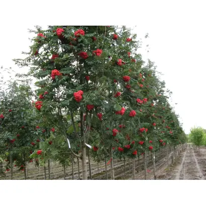 АЛАЯ КРУПНАЯ