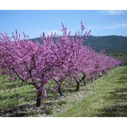 НИКИТСКИЙ 62