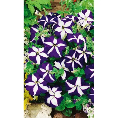 СИНЯЯ ЗВЕЗДА