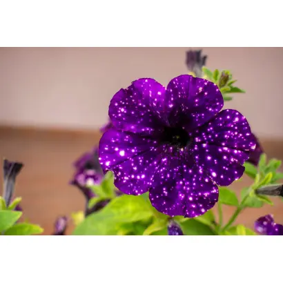 ТЕМНЫЙ КРЕПДЕШИН НОЧИ