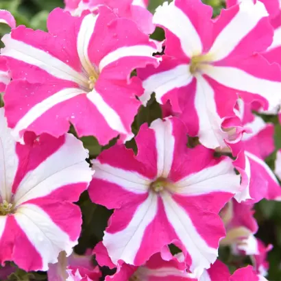 РОЗОВАЯ ПАНТЕРА