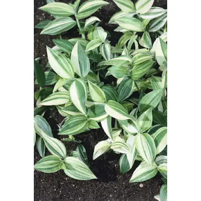 СЕВЕРНОЕ СИЯНИЕ