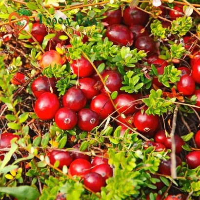 КРАСА СЕВЕРА