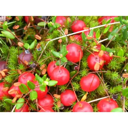 САЗОНОВСКАЯ