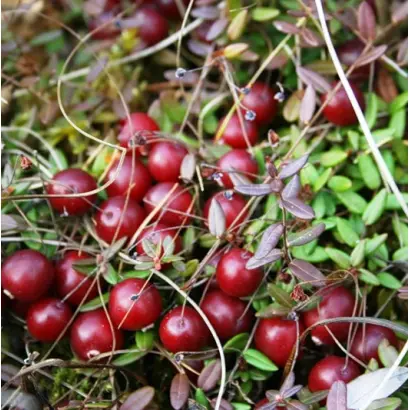 ДАР КОСТРОМЫ