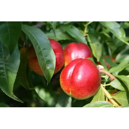 РУБИНОВЫЙ 9