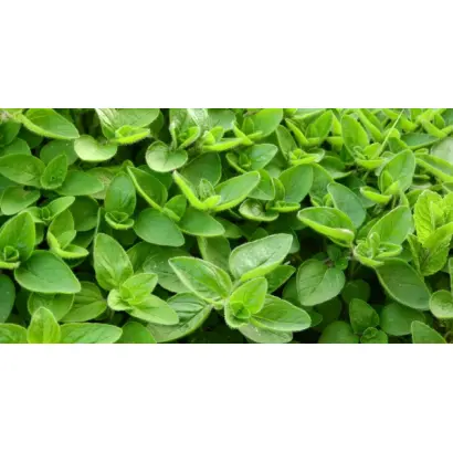 ПРЕКРАСНЫЙ