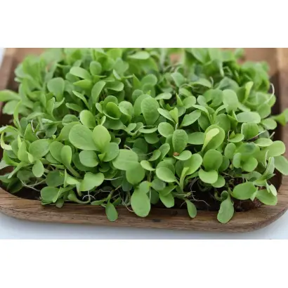 ДЖЕЛЬСОМИНО