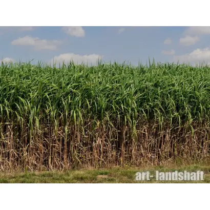 СОРАНОВСКИЙ