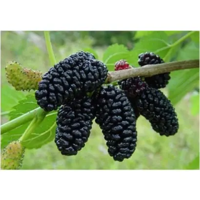 КОРОЛЕВСКАЯ