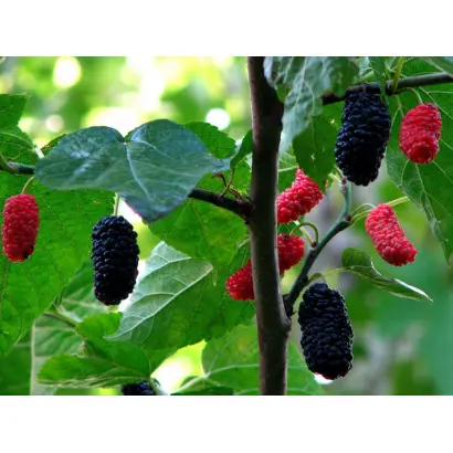 АДМИРАЛЬСКАЯ