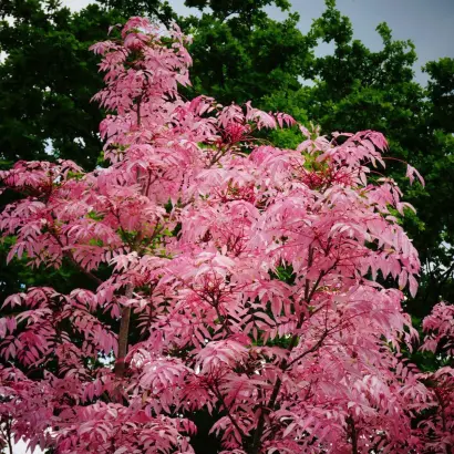 РОЗОВЫЙ ФЛАМИНГО