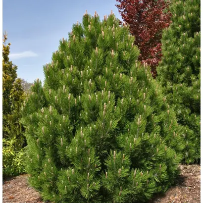 БЕЛЬКОВСКАЯ 137