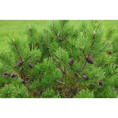 КАРПАТСКИЙ