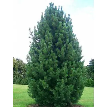 КЕДРОГРАДСКИЙ