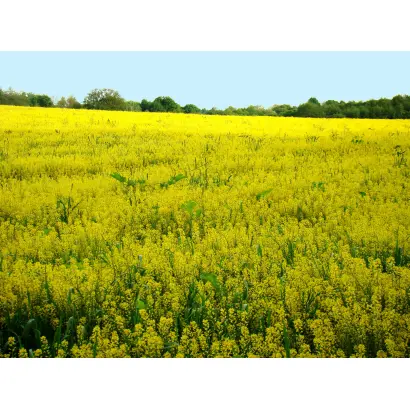 СРЕТЕНСКИЙ 1