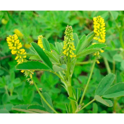 НЕМЮГЮНСКИЙ