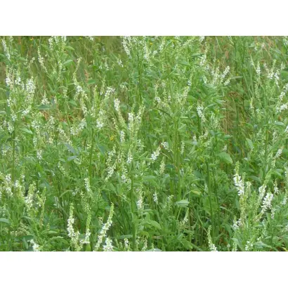 СРЕДНЕВОЛЖСКИЙ