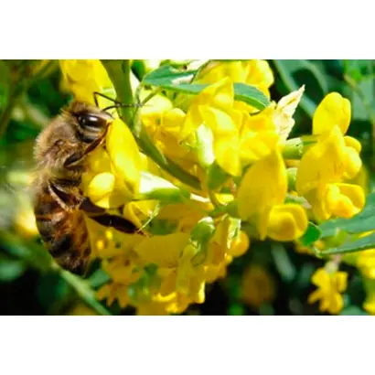 АЛЬШЕЕВСКИЙ