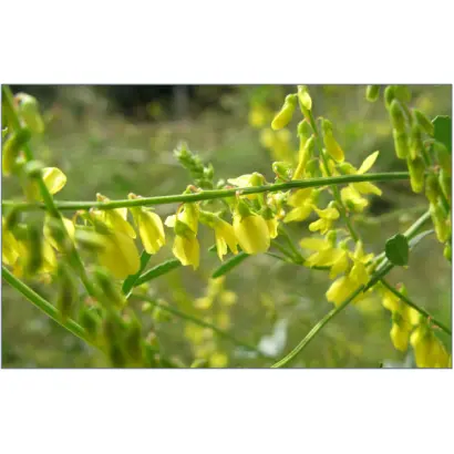 КАРАБАЛЫКСКИЙ