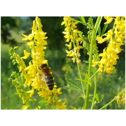 ОМСКИЙ СКОРОСПЕЛЫЙ