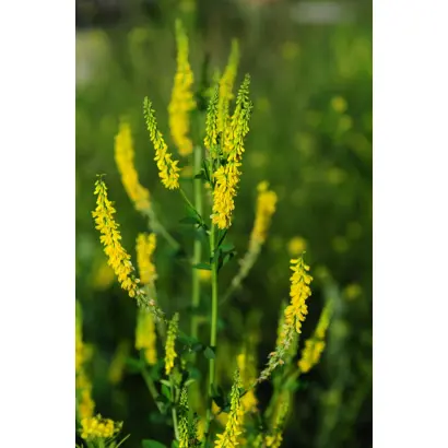 ЗОЛОТИСТЫЙ