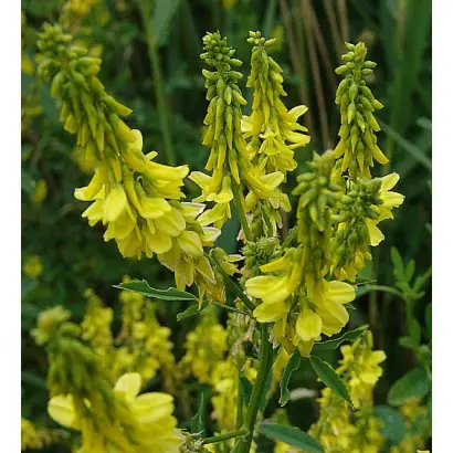 СИБИРСКИЙ 2