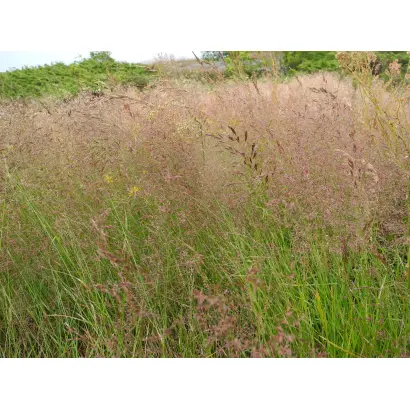 РЭД МАУНТЕЙН