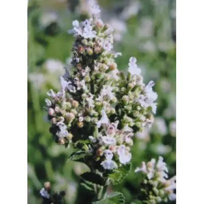 ПЕРЕМОЖЕЦЬ 3