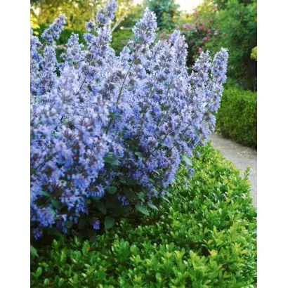 ГОЛУБОЙ ИНЕЙ