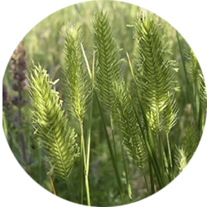 ПАВЛОВСКИЙ 12