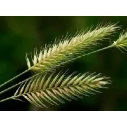 ЗЕРНОГРАДСКИЙ 1