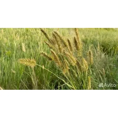 ОНГУДАЙСКИЙ