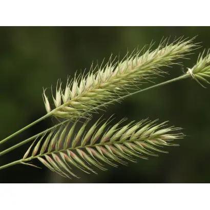 РОСТОВСКИЙ 10