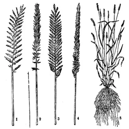 КРАСНОКУТСКИЙ УЗКОКОЛОСЫЙ 305