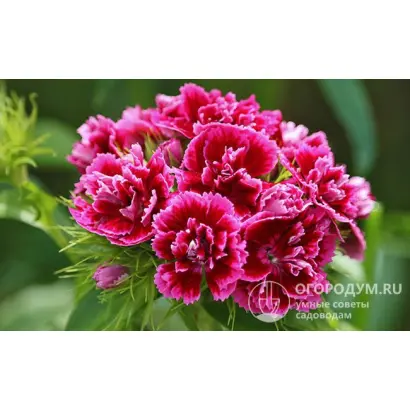 ВОСТОЧНЫЙ УЗОР ЛОСОСЕВАЯ