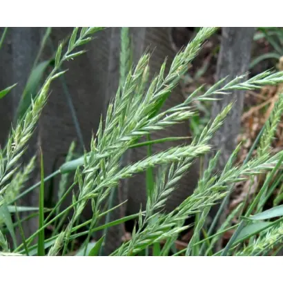 ОЗЕРНЕНСКИЙ