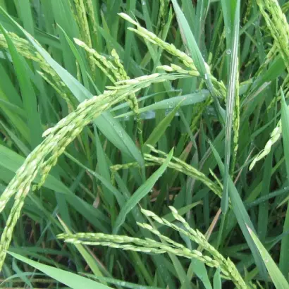 ТОЙБОХОЙСКИЙ