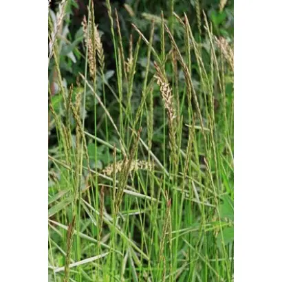 УРОЖАЙНЫЙ 1